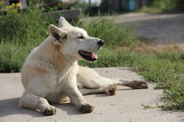 A white yard dog basks in the sun.