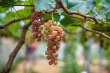 The winegrowers grapes on a vine