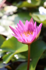 Obraz premium pink water lily
