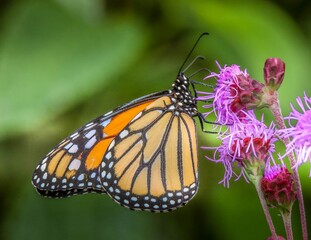 Beautiful Monarch butterfly on pink flower with green background
