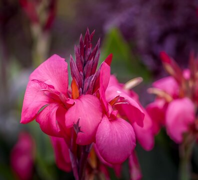Vibrant pink canna lily in the garden