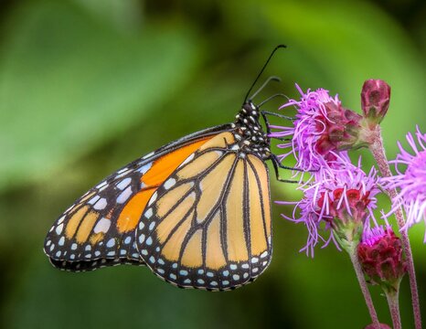 Beautiful Monarch butterfly on pink flower with green background