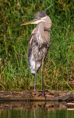 Great blue heron standing tall in pond looking to the left
