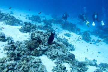 A group of divers over a coral reef, air bubbles, underwater landcape
