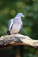 The common wood pigeon (Columba palumbus) sitting on the branch. A large forest pigeon on a branch with a green background.