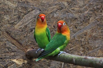  Agapornis fischeri Lovebirds