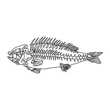 Perch skeleton, schematic representation of river fish bones, biological object vector outline illustration