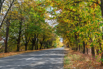 The road passing beneath the arch of autumn tree branches.