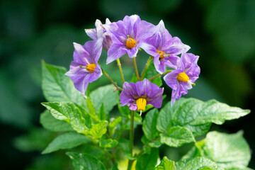Fototapeta premium Blüten der Kartoffel (Solanum tuberosum), Nordrhein-Westfalen, Deutschland, Europa