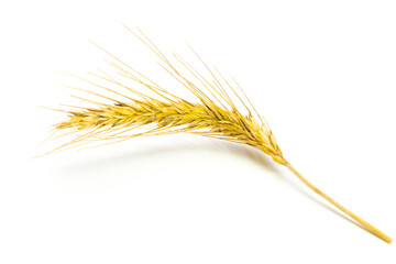 Rye grain. Whole, barley, harvest wheat sprouts. Wheat grain ear or rye spike plant isolated on white background, for cereal bread flour. Rich harvest Concept.