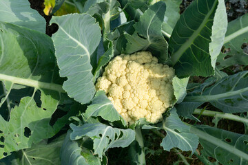 Blumenkohl (Brassica oleracea), Nordrhein-Westfalen, Deutschland, Europa
