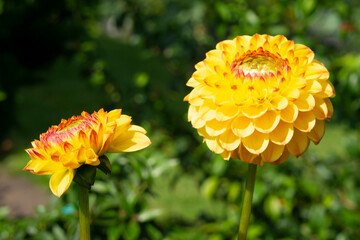 Blüte der Dahlie (Dahlia), Nordrhein-Westfalen, Deutschland, Europa