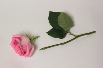 broken pink rose on white background. 
symbol of a broken heart
