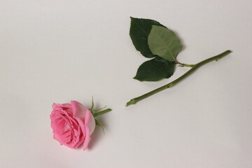 broken pink rose on white background. 
symbol of a broken heart
