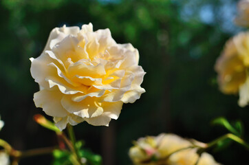 Beige, cream rose on a green blurred background of a rose garden.