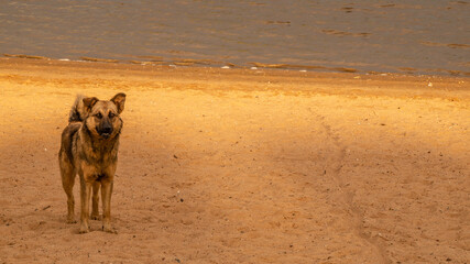 Fototapeta na wymiar dog on a sandy beach