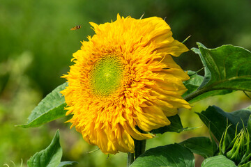 Sonnenblume mit Wespe, Nordrhein-Westfalen, Deutscland, Europa