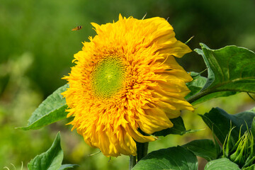 Sonnenblume mit Wespe, Nordrhein-Westfalen, Deutscland, Europa