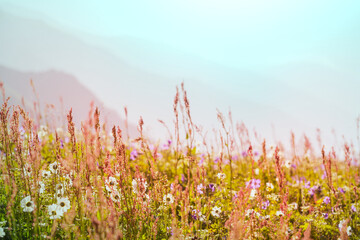 Mountains meadow