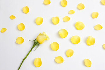 yellow rose and petal