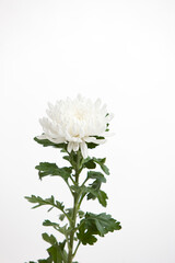 white chrysanthemum on white background