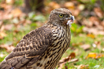 Young goshawk close-up after hunting for prey.