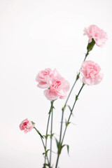 Fototapeta na wymiar close up of pink flower