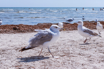 A flock of ivory gulls walks along the shore of the Azov Sea