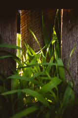 Green grass on the fence