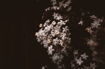 White flowers