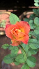 Orange  rose in the garden