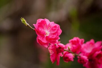写真を観ているだけであの甘い香りが流れてくるようなきれいな紅梅