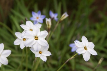 小さくて目立ちませんがよく見るととても可愛い花「ハナニラ」