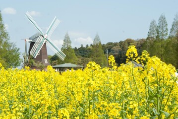春になり菜の花がいっぱい咲くころ