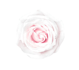Fresh pink fresh rose flower with water drops top view isolated on white background , clipping path