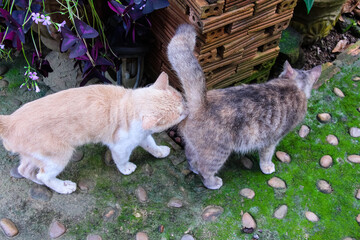Naklejka na ściany i meble Cat brown kissing rear end of gray tabby in nature outdoor garden background