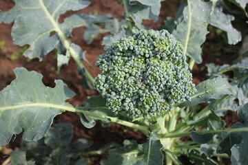 Young broccoli growing on the vegetable bed