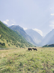 Horses in the valley of the mountains