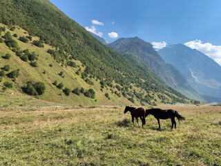 Horses in the valley of the mountains