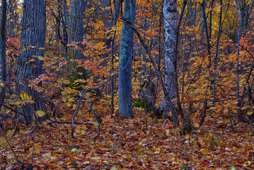紅葉に彩られた秋の森。