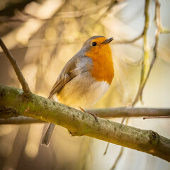 European robin (Erithacus rubecula) male on a branch