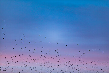 view of birds crowd in blue sky