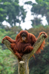 Obraz premium orangutan in zoo