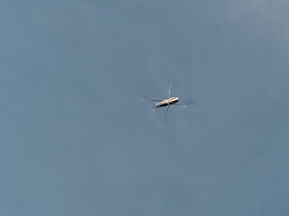 Gerris lacustre ou araignée d'eau (Gerris lacustris), petit insecte aquatique, corps allongé, brun noirâtre, tête conique, longues antennes, trois paires de pattes, ailes noires zébrées de blanc 