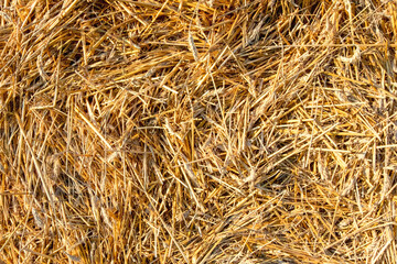 Yellow dry hay background close-up. Texture of dry straw.