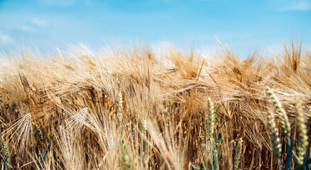 Fototapeta na wymiar Fields of wheat at the end of summer fully ripe