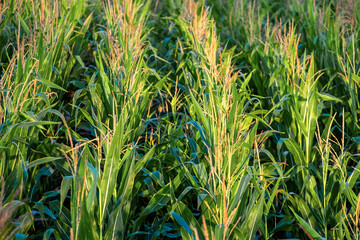Rows of  corn plants on a fertile field with  in beautiful warm sunshine