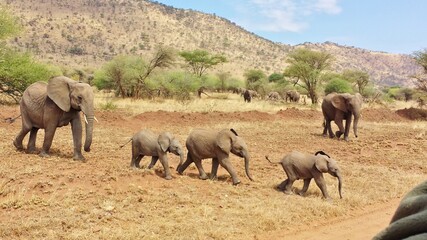 Family of baby elephants, Serengeti National Park, Tanzania © Alyssa