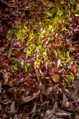 Food background. Macro shot frisee texture. Close-up macro view of fresh green frisee leaves, high resolution. Lettuce Salad, Oak Leaf Salad, frisee. Organic food.