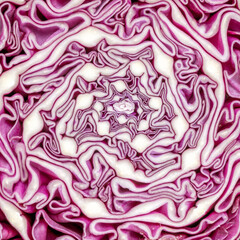 Obraz premium Macro shot of purple cabbage texture. Food background. Close-up macro view of red cabbage, scotch kale, high resolution. Organic food. View from above. Copy space. Vertical shot.